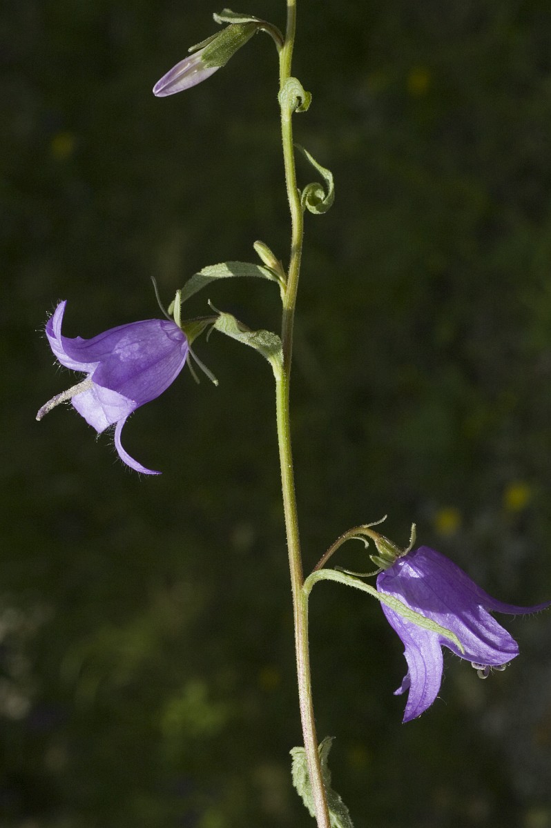 Campanula Trachelium Nettle leaved Bellflower campanula-trachelium-nettle-leaved-bellflower